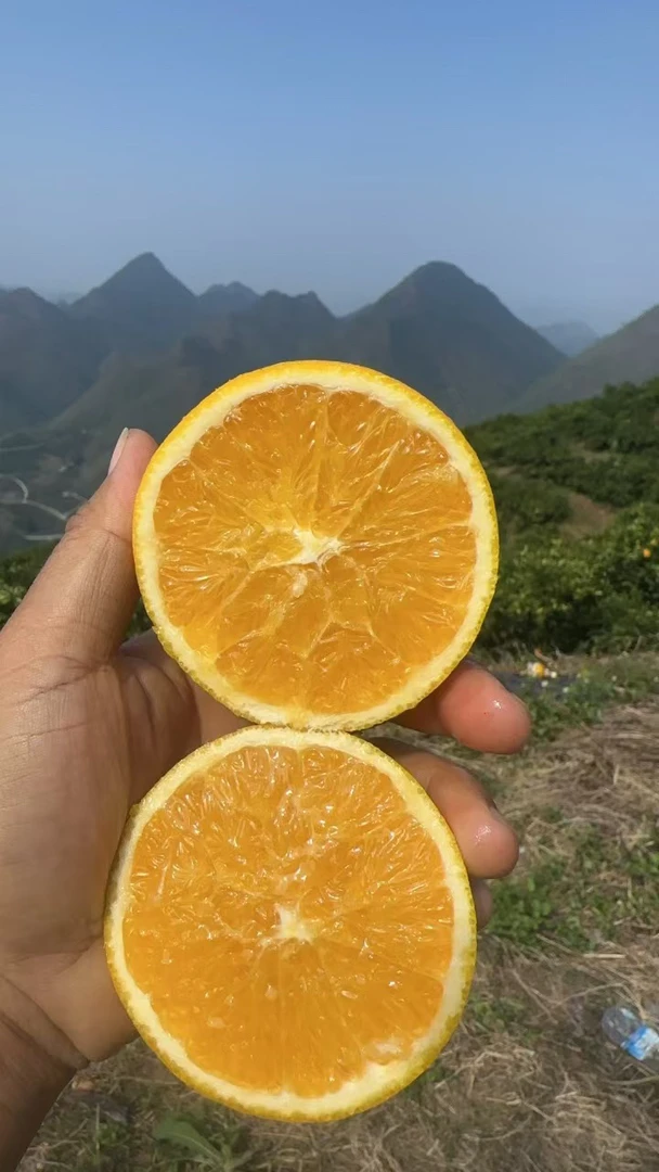 罗甸蜂蜜橙新鲜现摘包邮到家