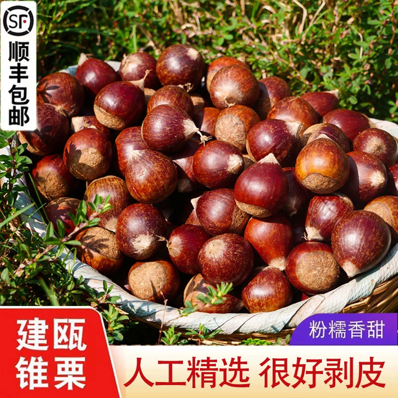 2025建瓯锥栗新鲜生板栗现摘油栗农家高山带壳甜糯圆栗1/2/3/5斤