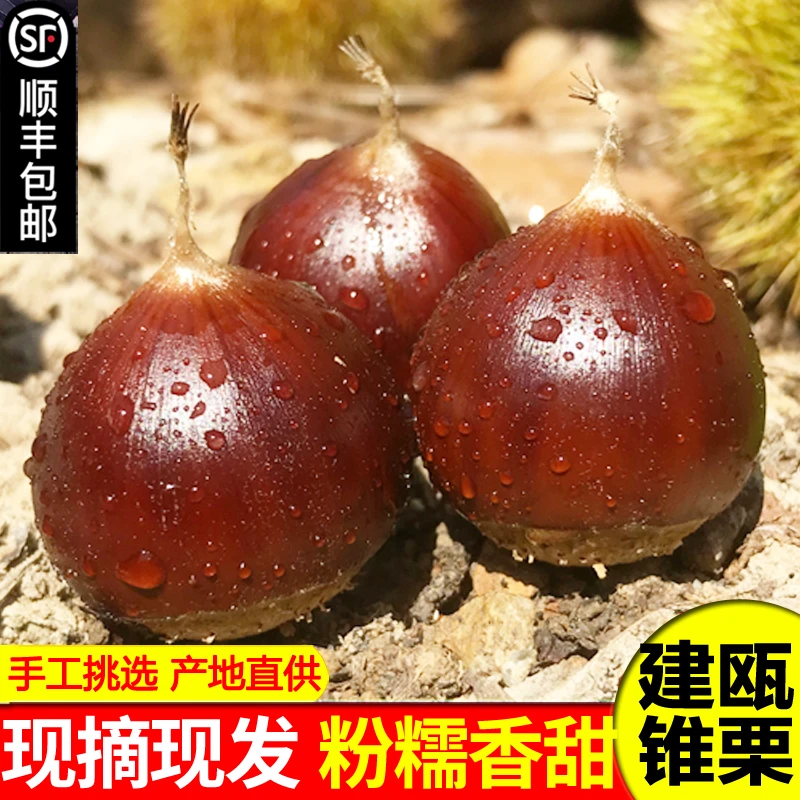 建瓯板栗生新鲜现摘带壳圆锥栗建瓯油栗高山农家野毛栗子1/3/5斤