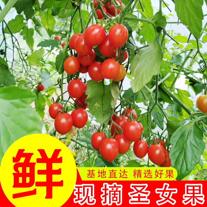 四川小番茄千禧果圣女果新鲜红黄两色现摘现发农家果园1斤小小果