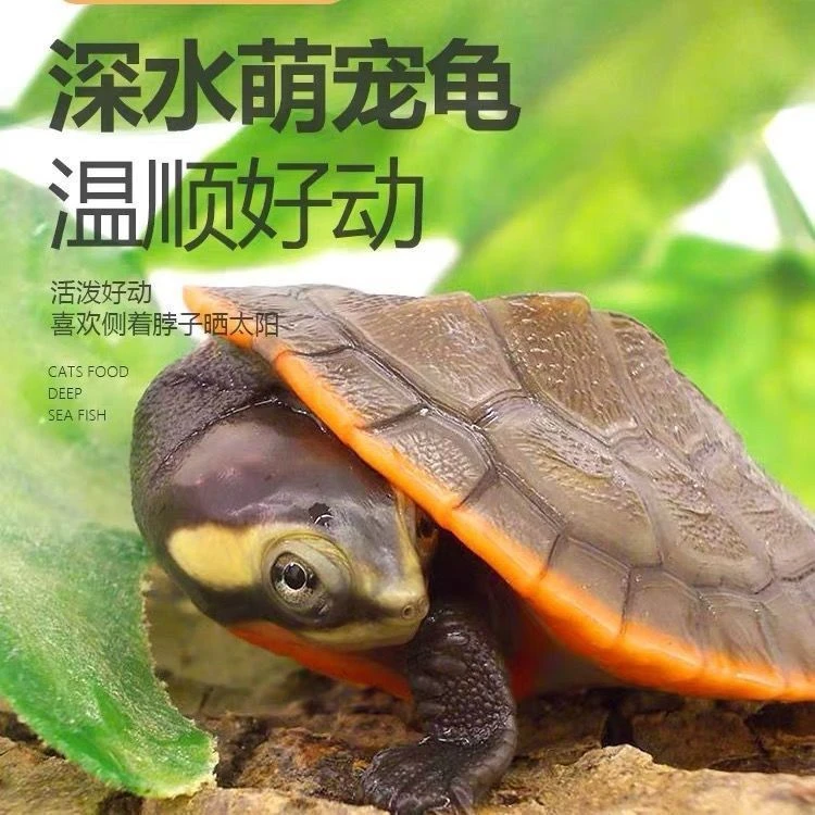 圆澳龟活体宠物龟深水鱼缸小乌龟圆澳龟蛋龟长颈龟观赏龟包邮