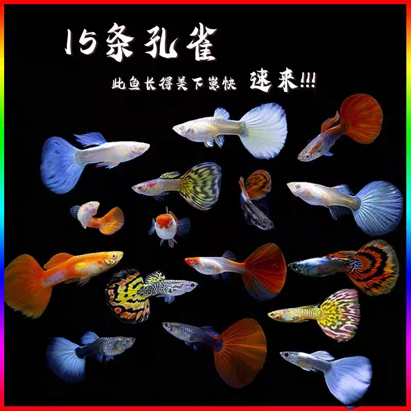 孔雀鱼繁殖生小鱼观赏鱼淡水热带小型