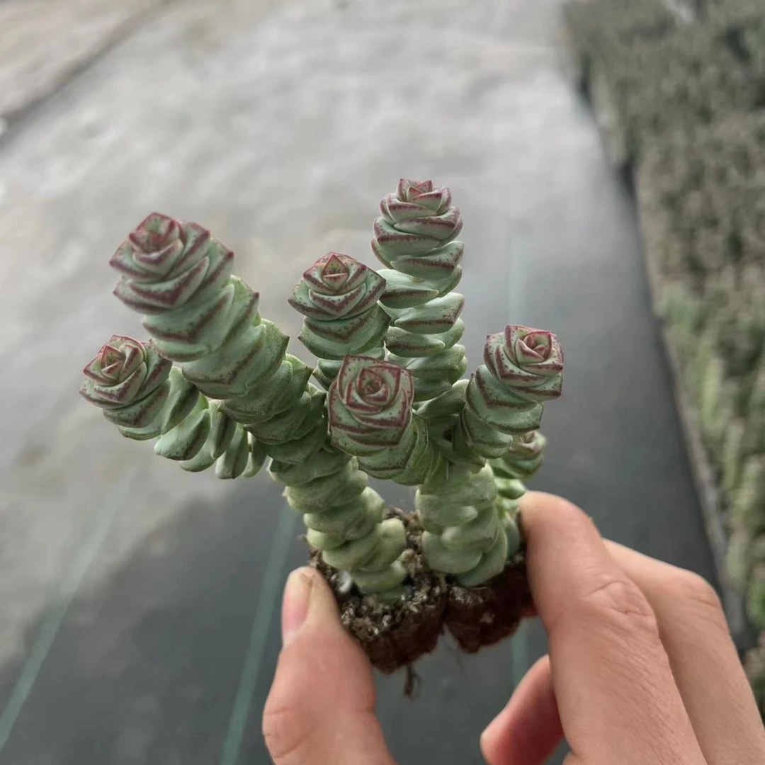 2棵小钱串 满9.9包邮 不带盆