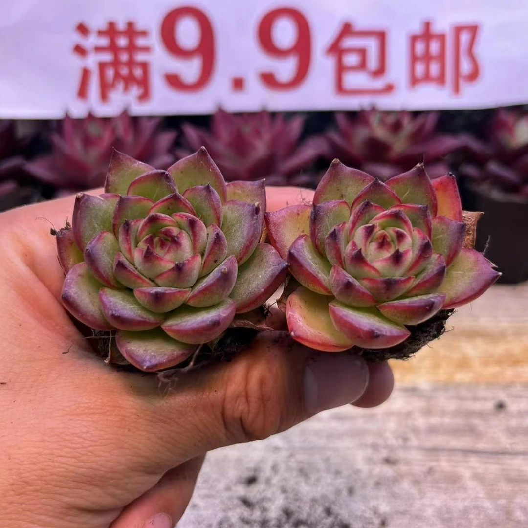2颗月亮石    满9.9包邮