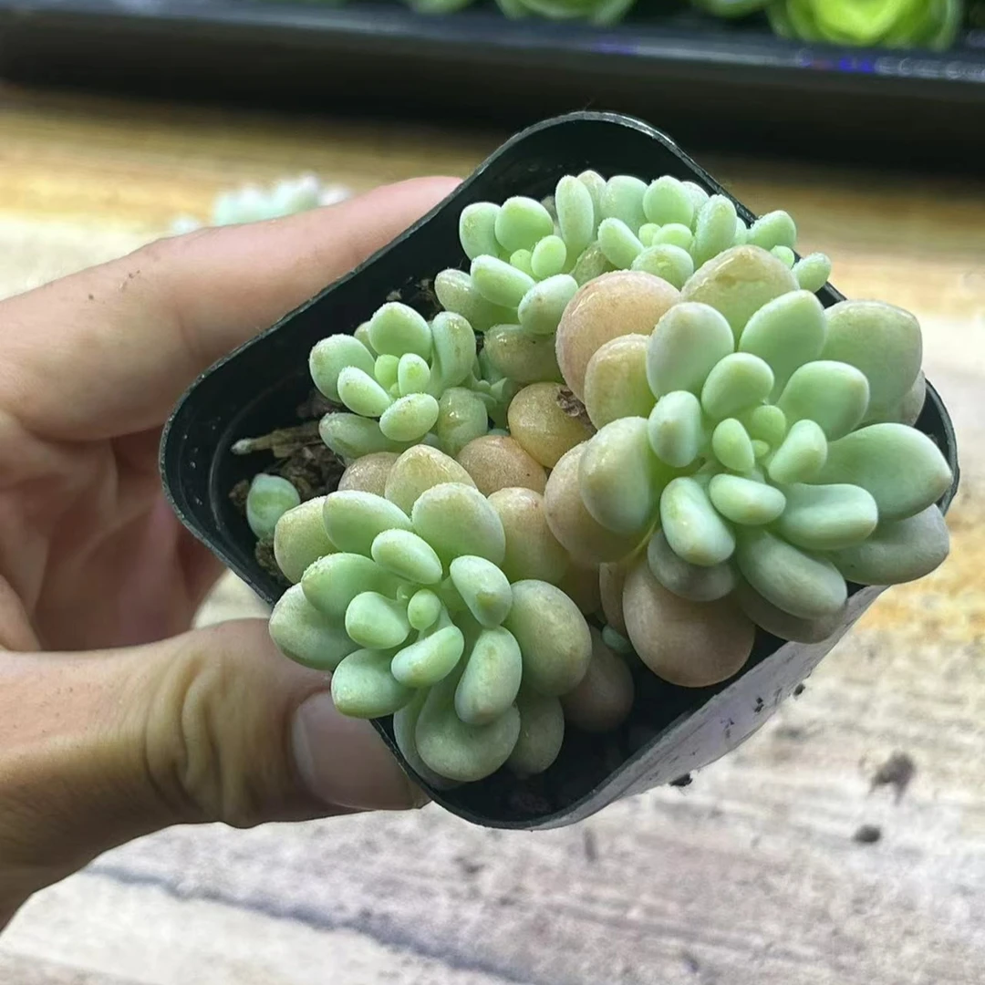 洛可可一盆    满 9.9包邮