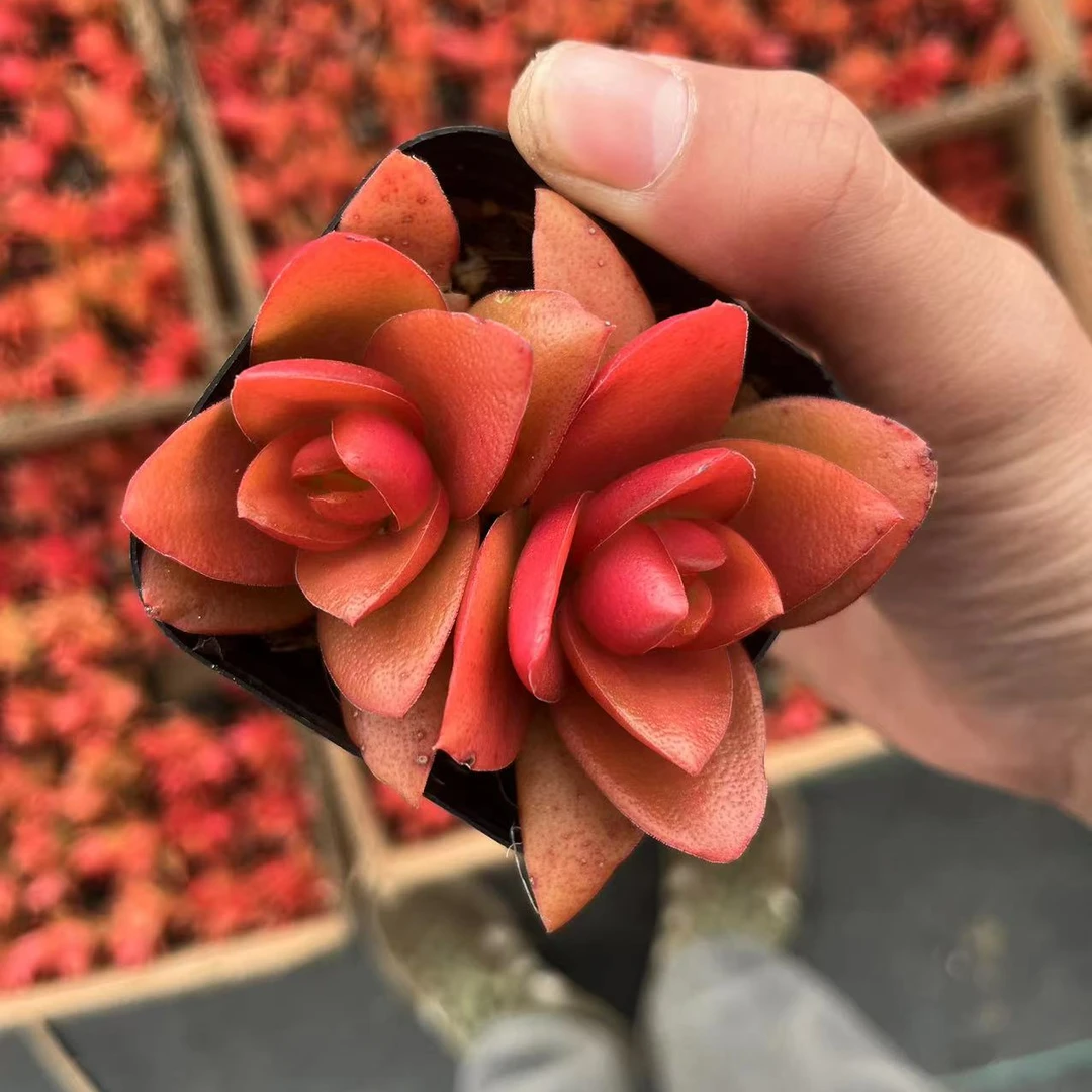 火祭多肉   满9.9包邮