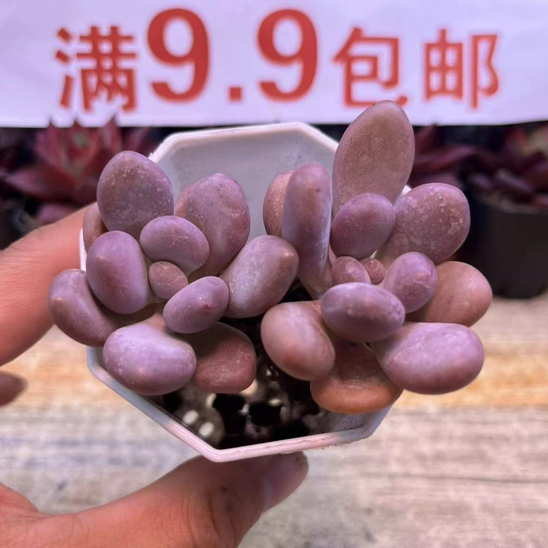 桃美人2颗  满9.9包邮