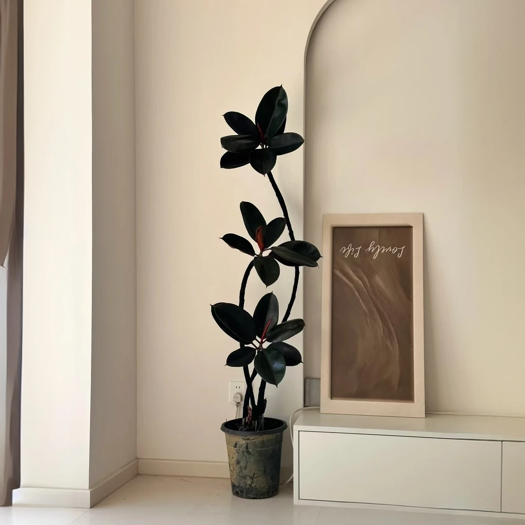 黑金刚橡皮树紫气东来适合新手喜阳耐阴耐寒氛围感ins风室内绿植