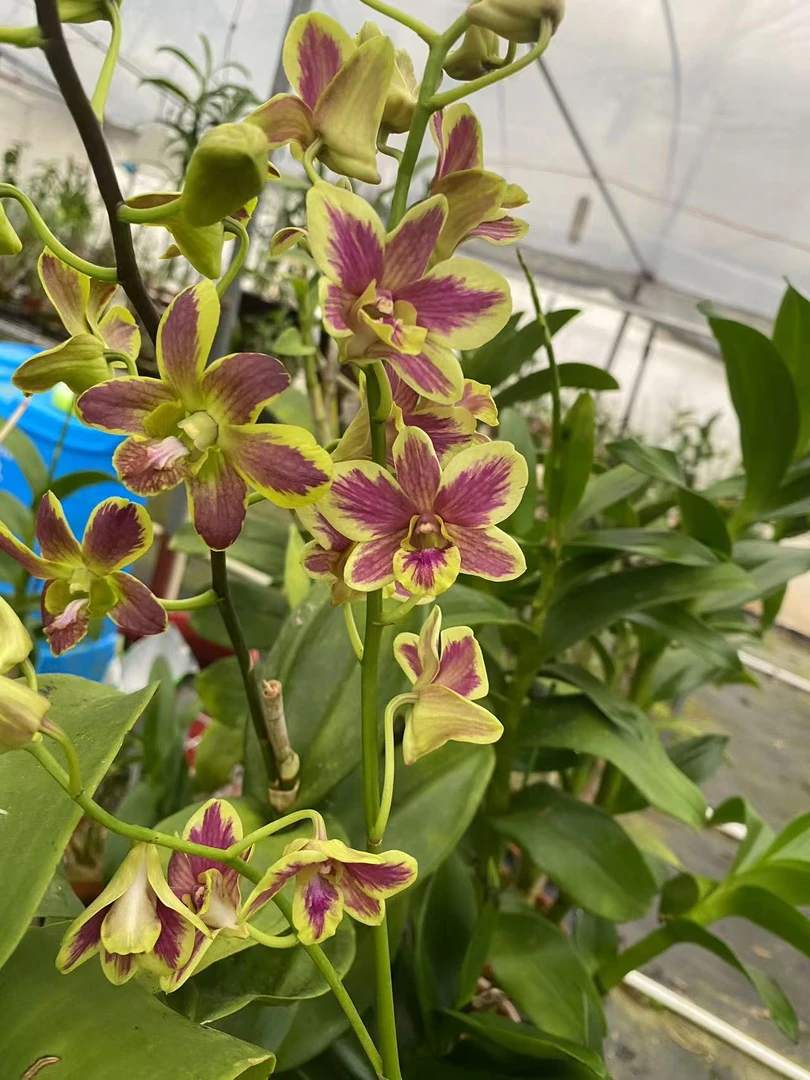 特价泰国小黄泼1颗