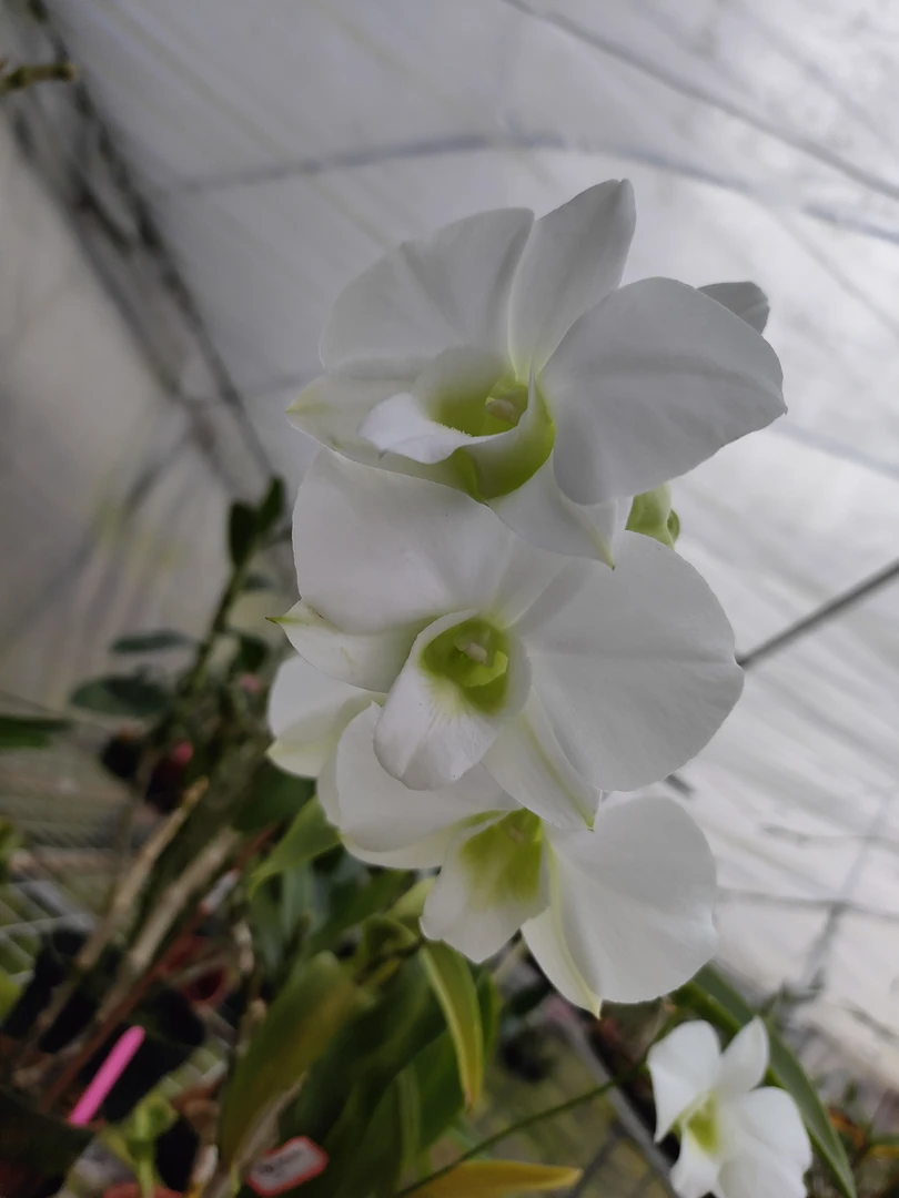 秋石斛大白花泰国苗