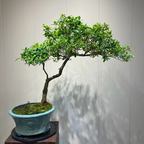 【林川盆景】海岛栀子花