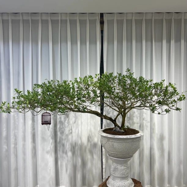 【林川盆景】海岛栀子花