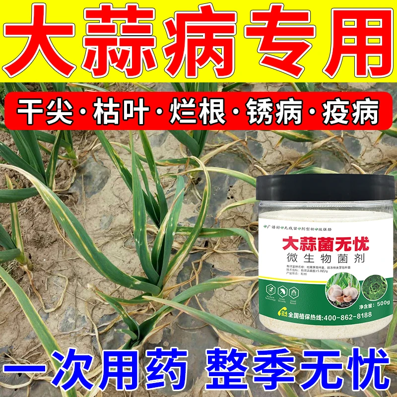 大蒜病全治大蒜黄叶干尖锈病软腐病叶枯病紫斑病疫病大蒜专用药
