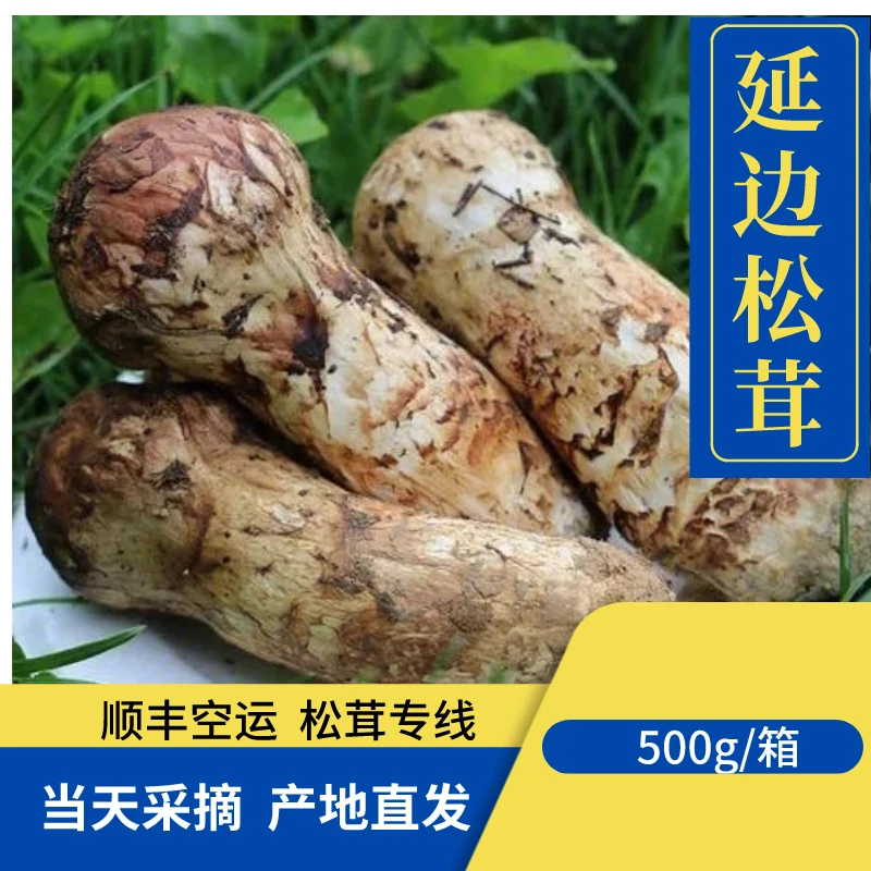 【延边松茸】特价三级松茸 1.5斤/箱   延边产地直发