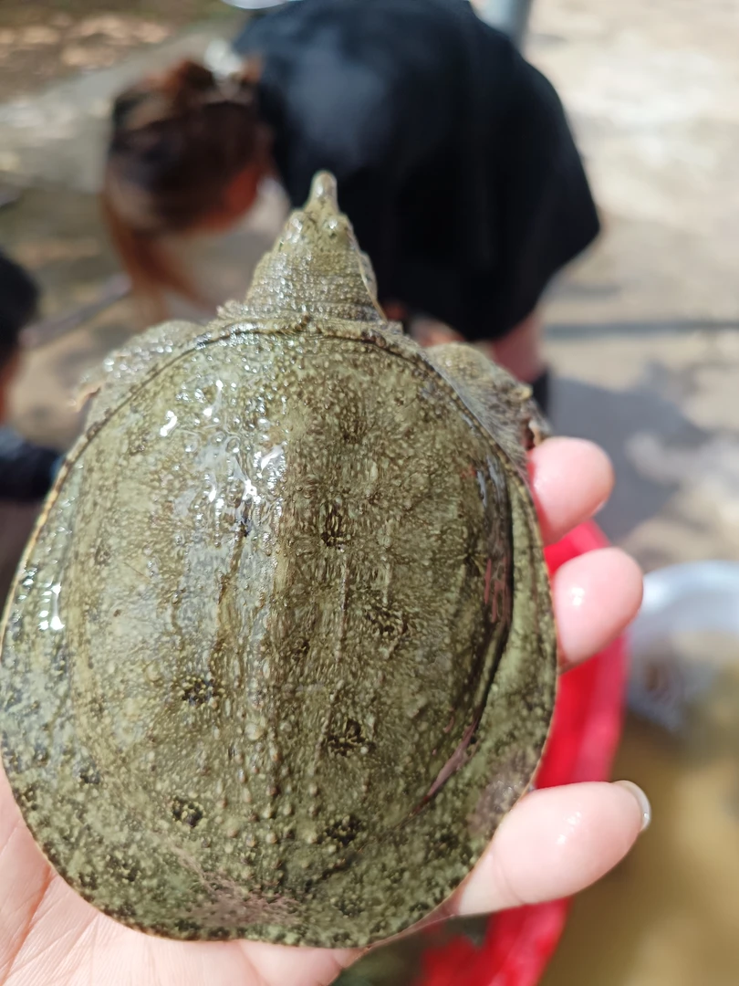 【双11】5两-7两甲鱼苗会咬手大苗投池塘水库冷水甲鱼苗包邮