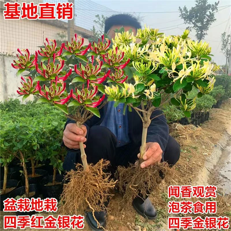 （买1发2）多彩色金银花树苗盆栽地栽四季开花浓香阳台庭院绿植花卉