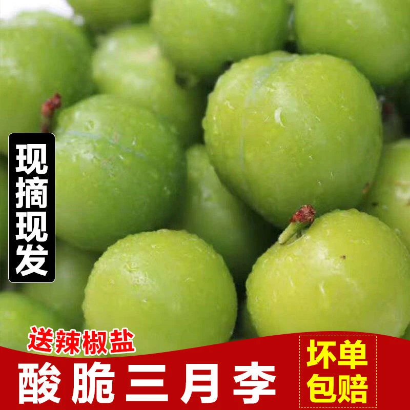 【现货速发】三月李子钱排青脆李子现摘青李珍珠李当季新鲜孕妇水果