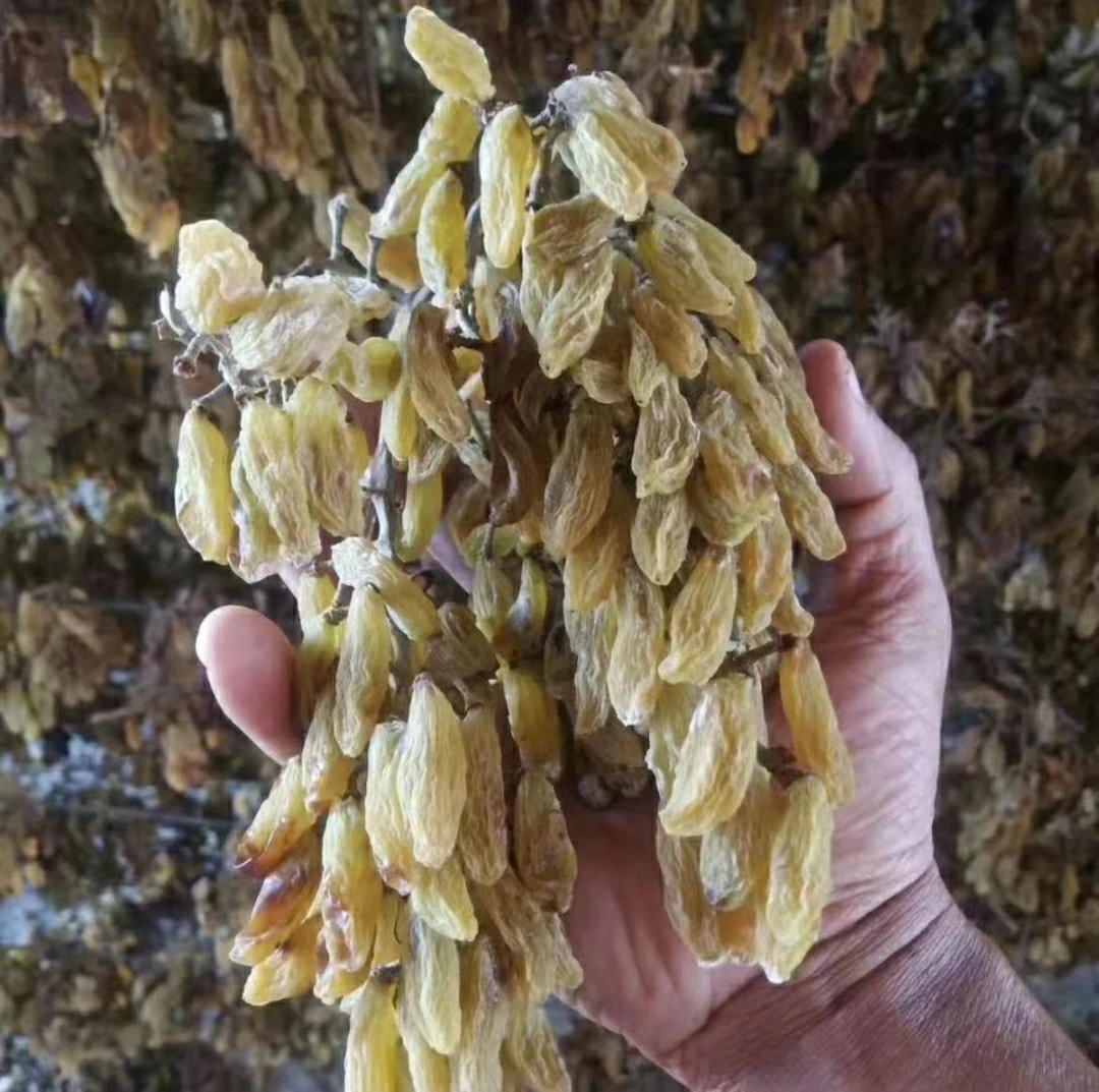 新疆吐鲁番葡萄干自然风凉干