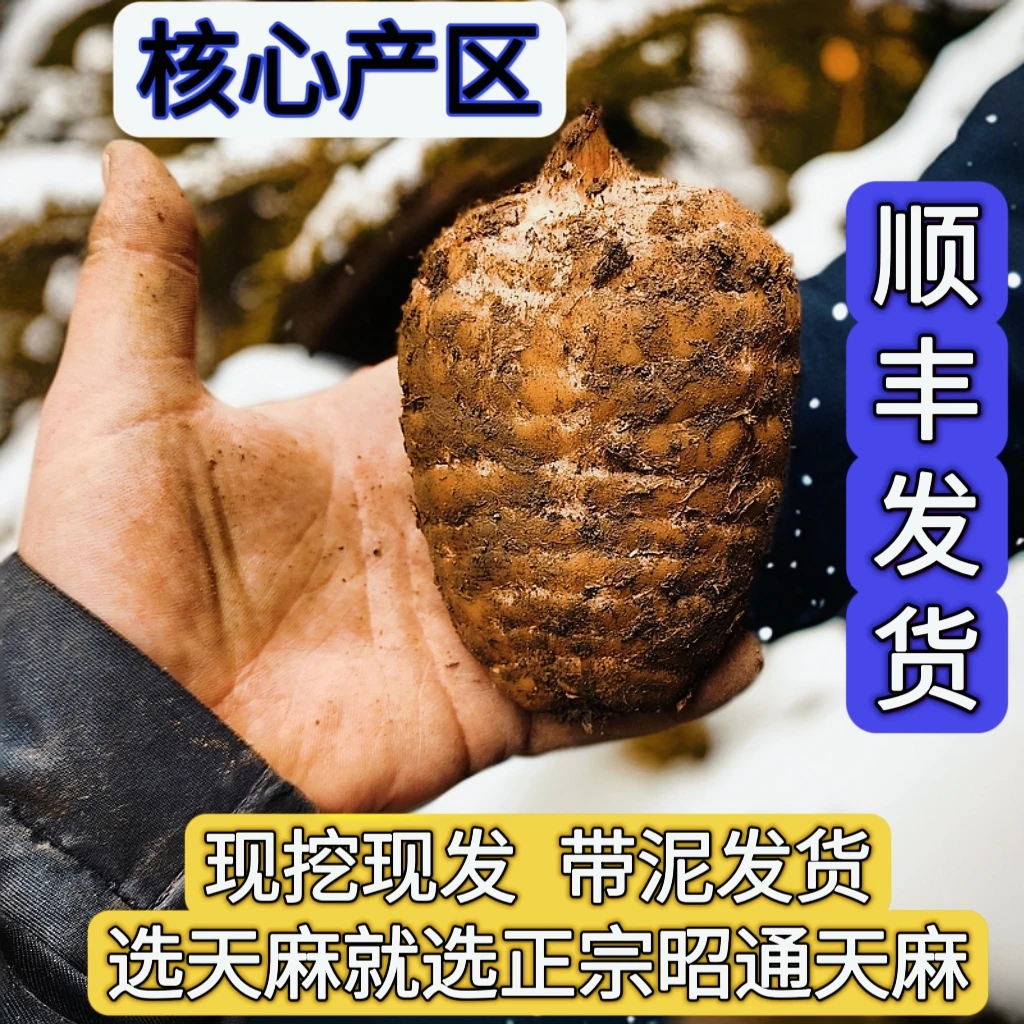 正宗云南昭通小草坝天麻仿野生自然生长产地精选直销