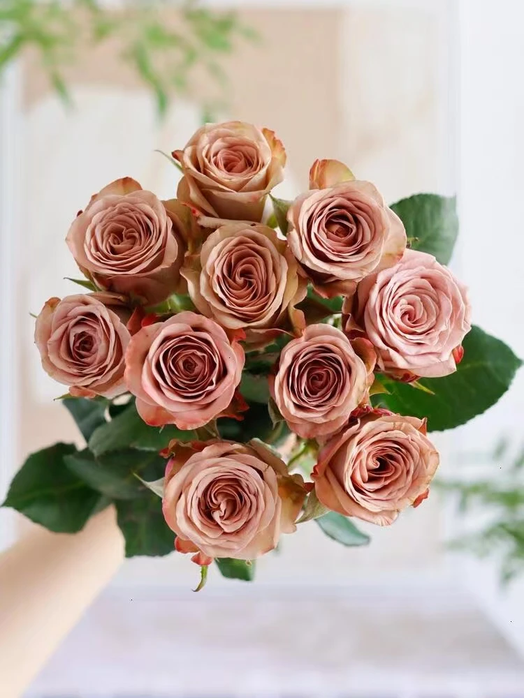 【卡布玫瑰】云南直发 插瓶养护基地采摘不分等级