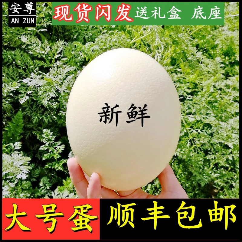 农家养殖自产自卖新鲜的超特大号鸵鸟蛋恐龙蛋复活节彩蛋驼鸟蛋