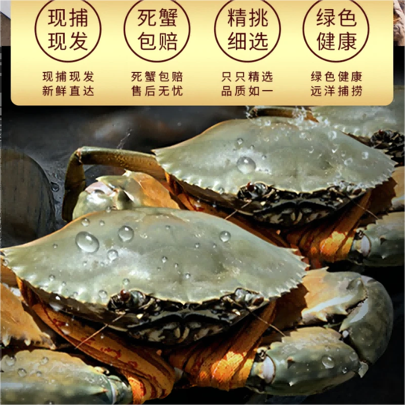 【包活】膏蟹新鲜包活蟹活发包肥有膏有肉饱满鲜活顺丰3-4两