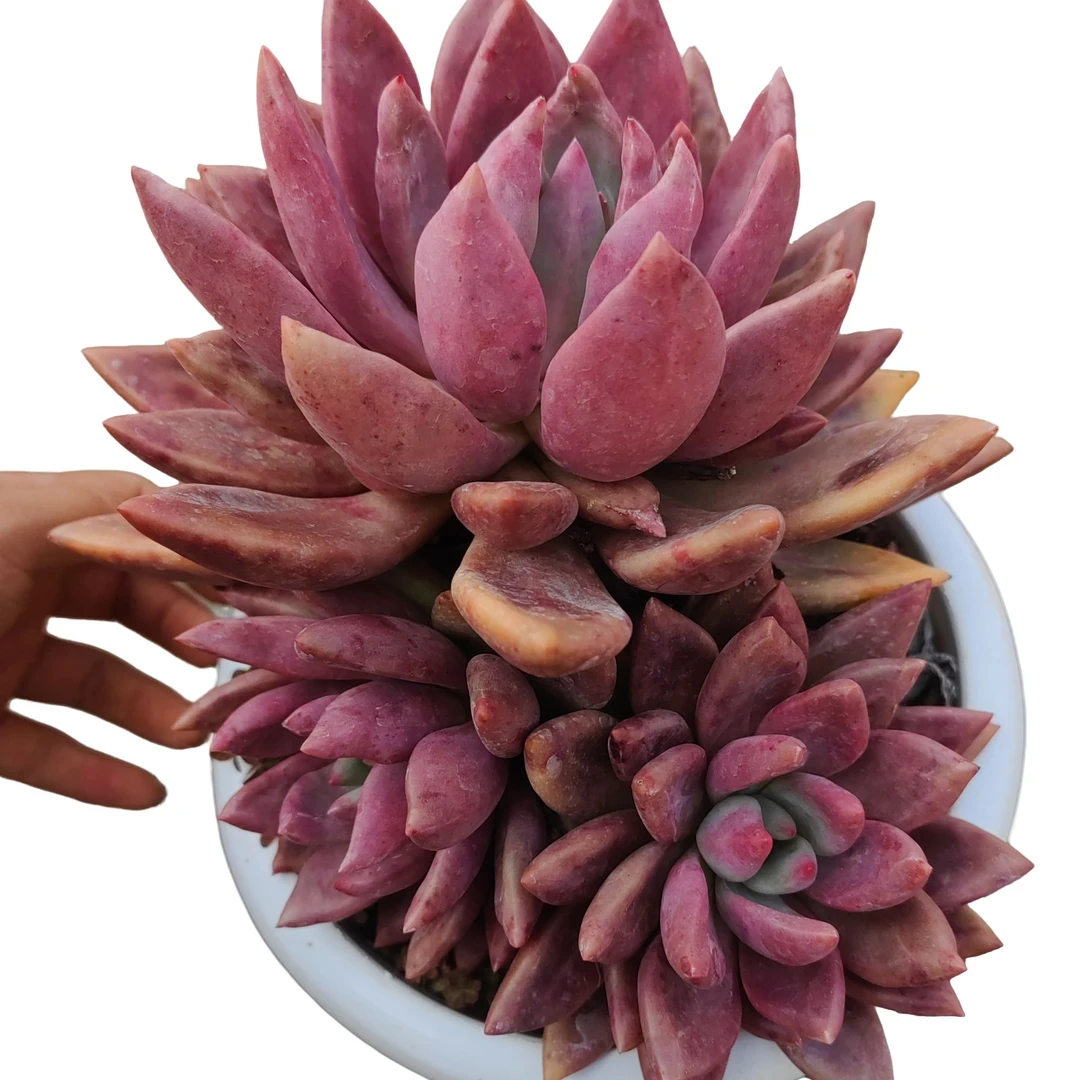 精品桃花源单头带仔多肉植物精选发货种植售后基地自产自销