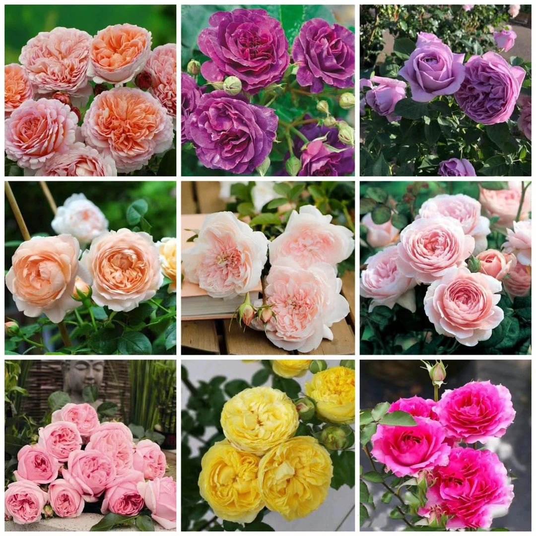 【吕家花园】180盆月季精品一物一拍自选庭院阳台花卉绿植