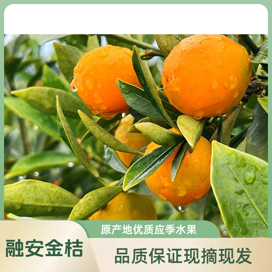 正宗广西融安【滑皮】金桔纯甜新鲜带皮吃水果原产地现摘现发