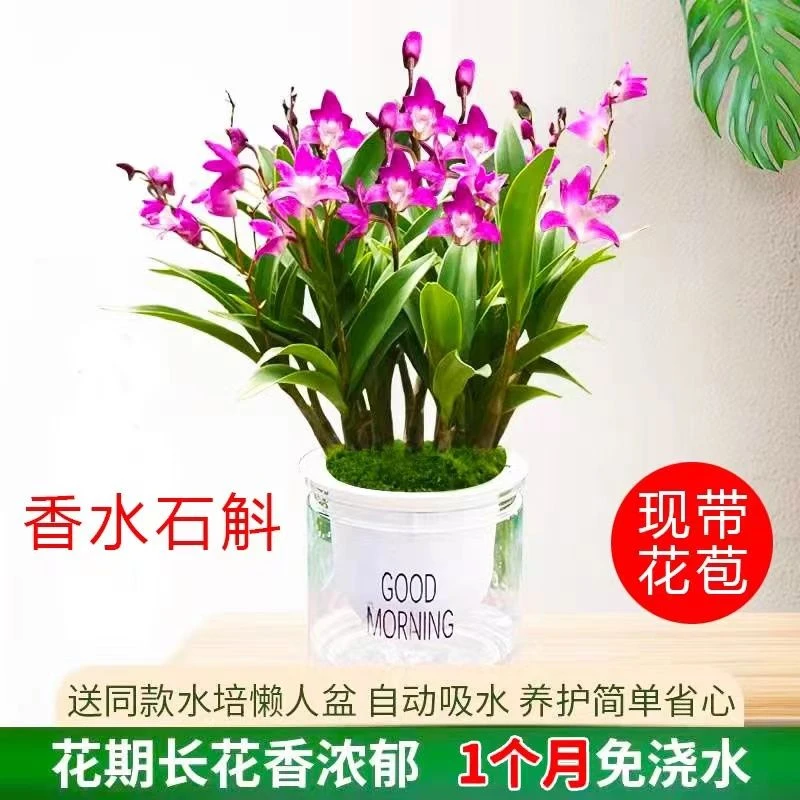 带花苞澳洲香水石斛兰水培水养浓香型石斛兰易活好养常青花卉盆栽