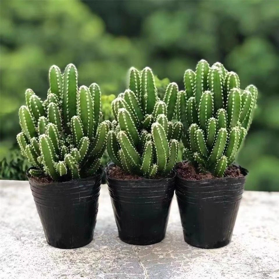 多肉植物万重山种植直供耐旱防辐射吸甲醛盆栽桌面好养活聚财山