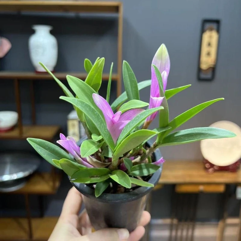 现在叶逐渐红 七彩香水石斛兰花四季开好养绿植助睡眠 净化空气