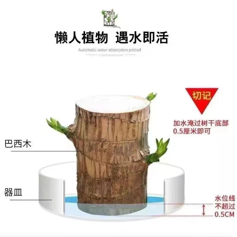 巴西木四季好养长绿长青办公室室内客厅好养易活水培植物带芽发货