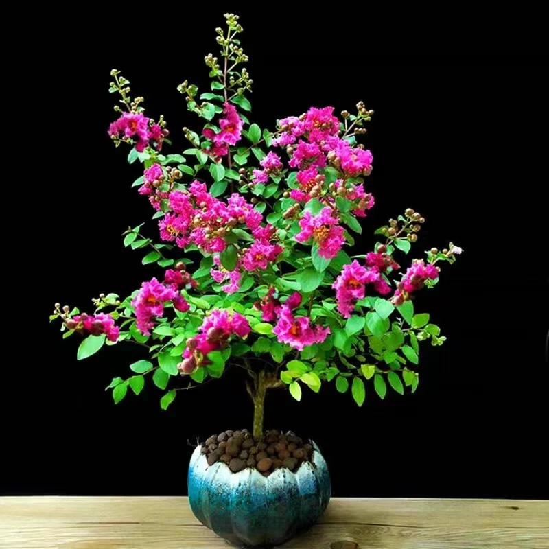 紫薇花红火箭红火球天鹅绒四季好养庭院阳台都可栽种耐旱不拍晒