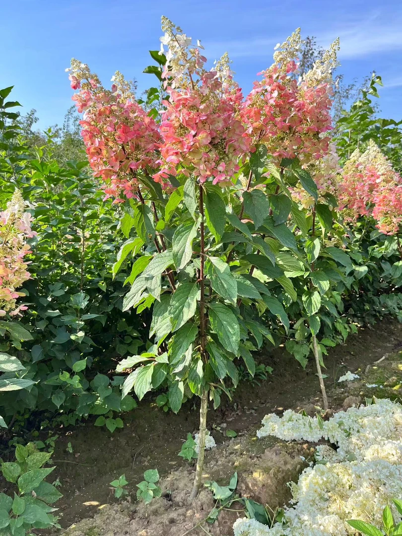 烛光圆锥绣球绣球花棒棒糖6年独杆乔木圆锥绣球适合庭院种植美化