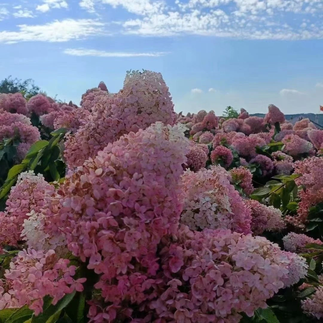 东北大花圆锥绣球 ，香草草莓，老桩拍一发3，裸根去叶发货，顺丰包邮