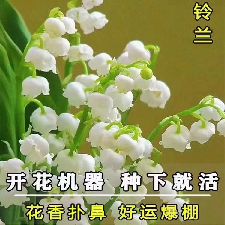 铃兰花种苗浓香花卉四季开花阳台庭院盆栽地栽多年生绿植带芽发货