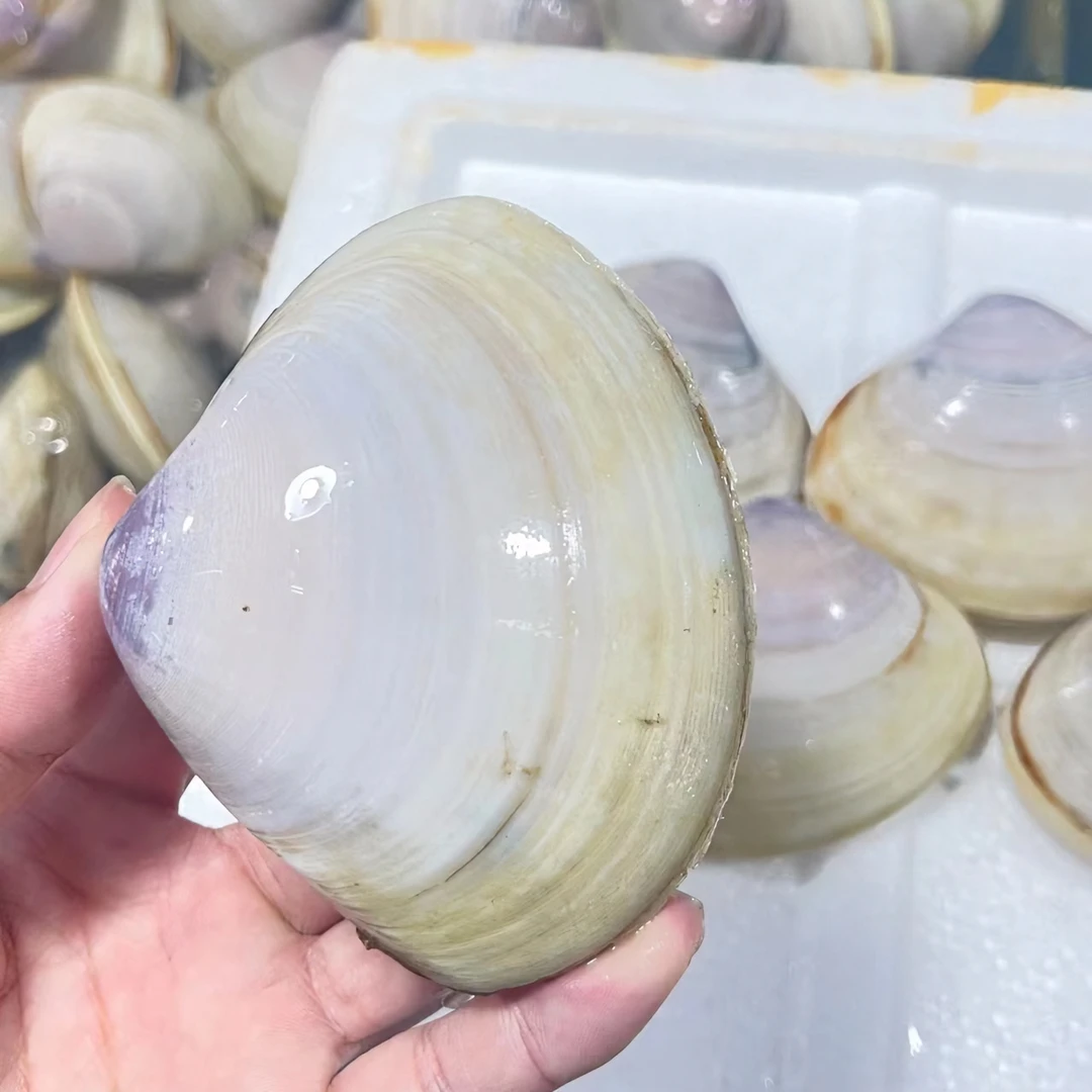 【虾小呆】福州发货 食用 海鲜 海蚌 水产 鲜活