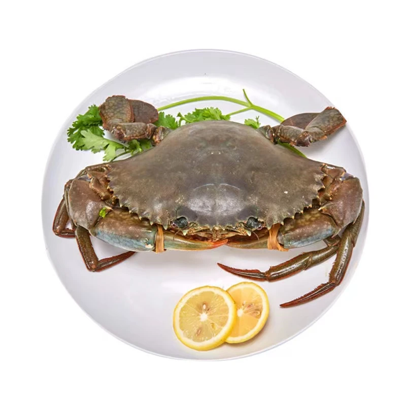 【虾小呆福州发货 大少女鲟 肉蟹 鲜美 全国包活