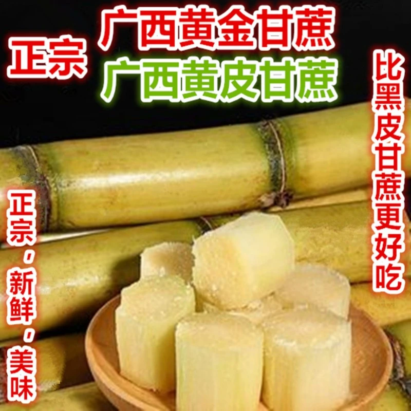 人工精选5斤黄金甘蔗黄皮甘蔗哥A1