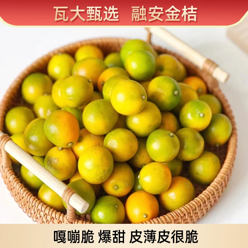 【瓦大甄选】融安脆皮金桔金柑爆汁高甜果香味浓不麻不涩化痰1-3斤