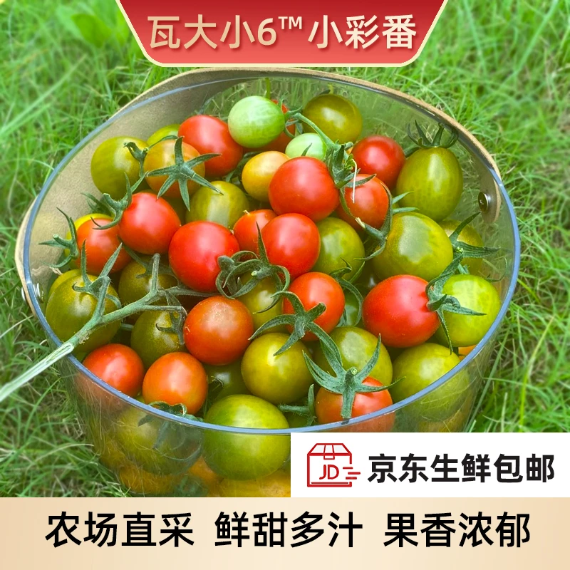 京东瓦大小六彩色小番茄圣女果浆果孕妇水果小西红柿脆甜多汁4斤