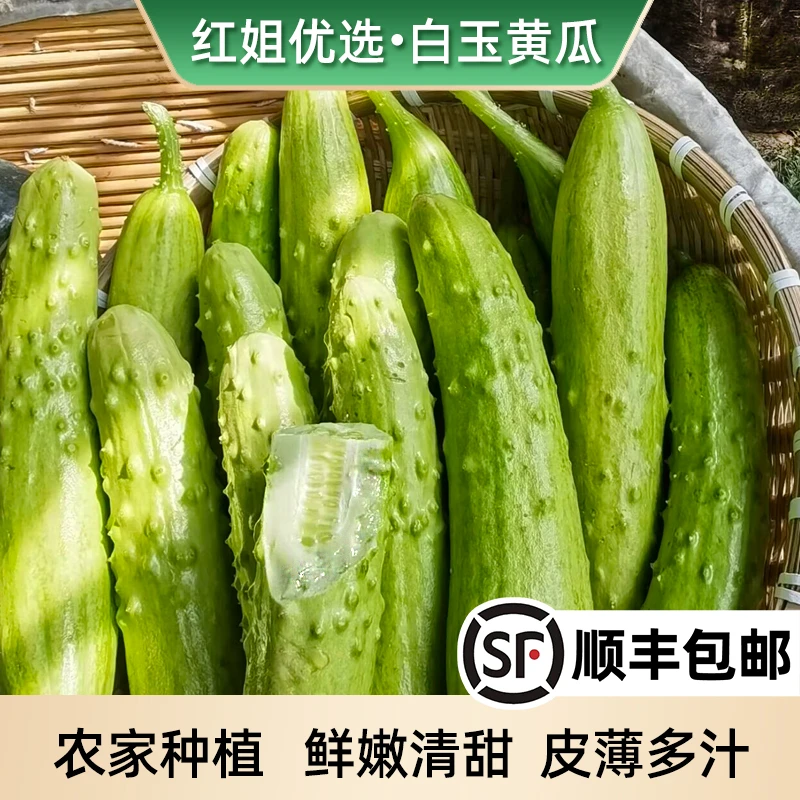 【顺丰包邮】正宗海阳白玉黄瓜水果脆嫩生吃爽口现采现发新鲜3-5斤