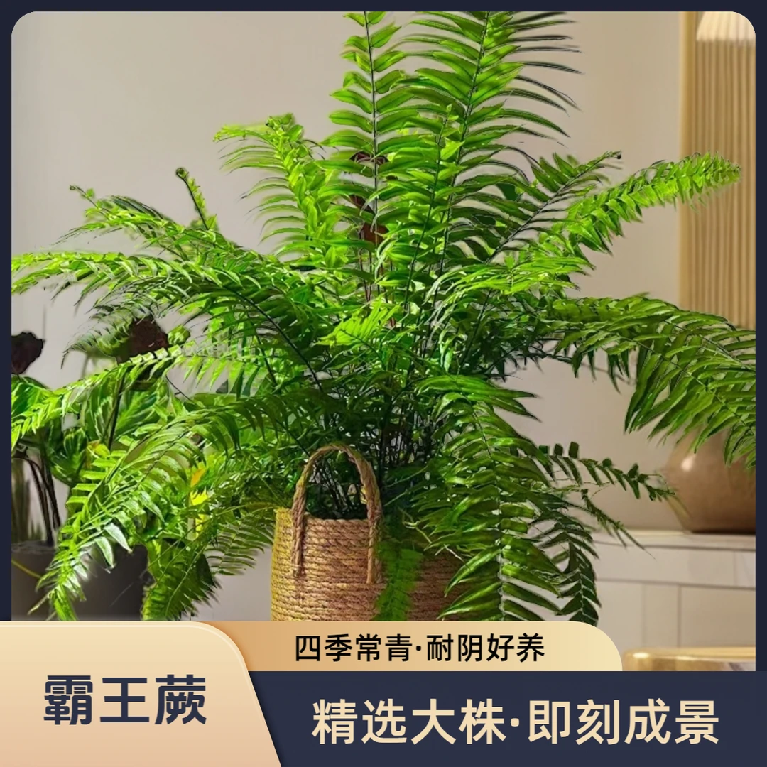 霸王蕨室内客厅蕨类绿植大型绿植霸王蕨吊盆耐阴绿植蕨类植物盆栽