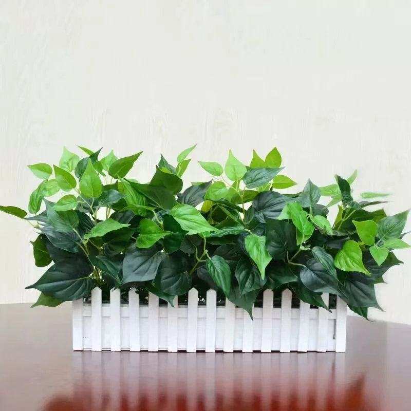 绿植 一盆 家用绿植  一盆装 绿色的植物
