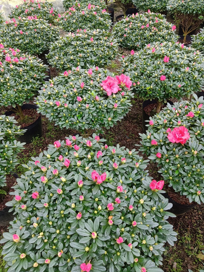 比利时杜鹃花，中国红，红宝石，新号开播福利多多