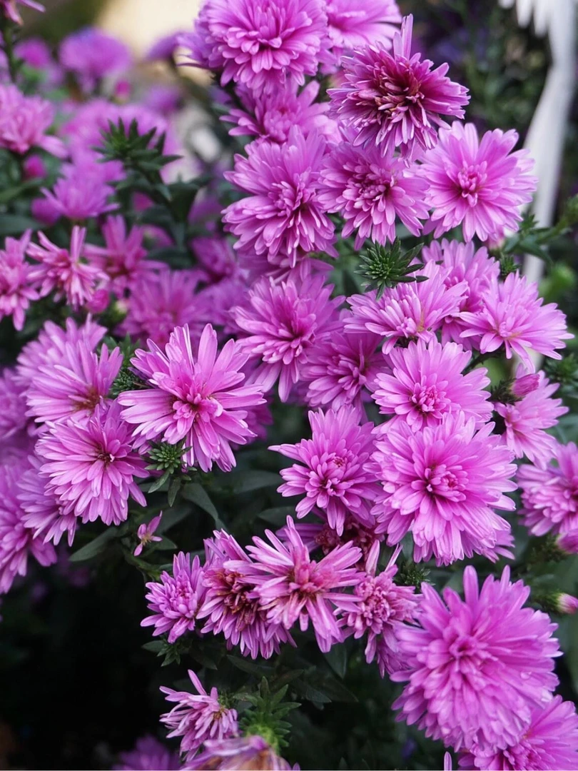 {紫菀 粉色] 1盆 爆花庭院耐寒花境观赏地栽多年生