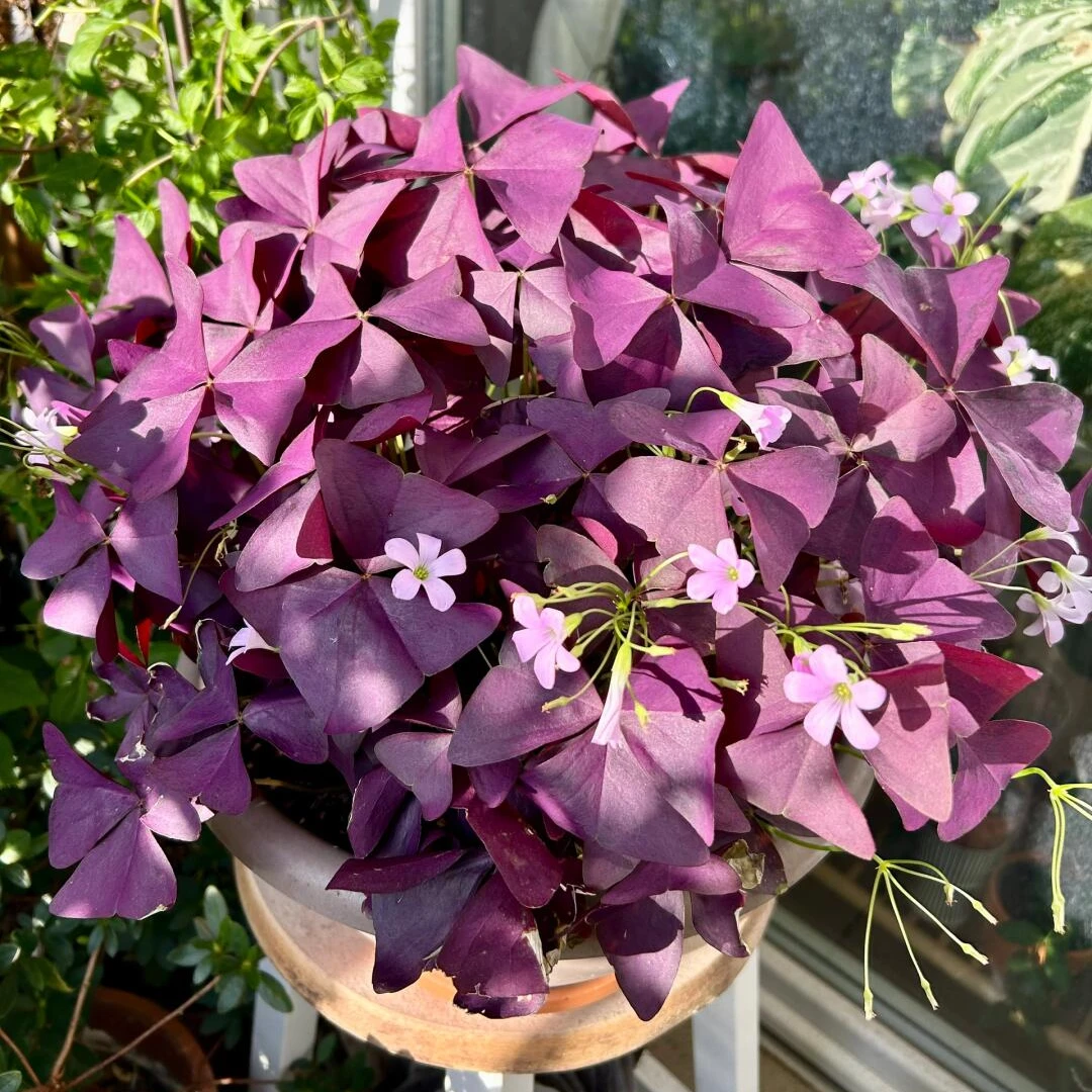 [紫叶白花酢浆草] 1盆120口径（3盆包邮）多年生三叶盆栽庭院花卉