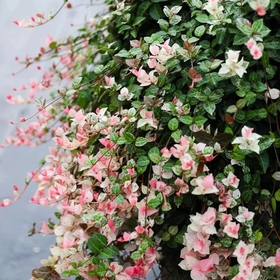 [花叶络石] 2盆1加仑 耐寒观叶植物多年生室外庭院叶子