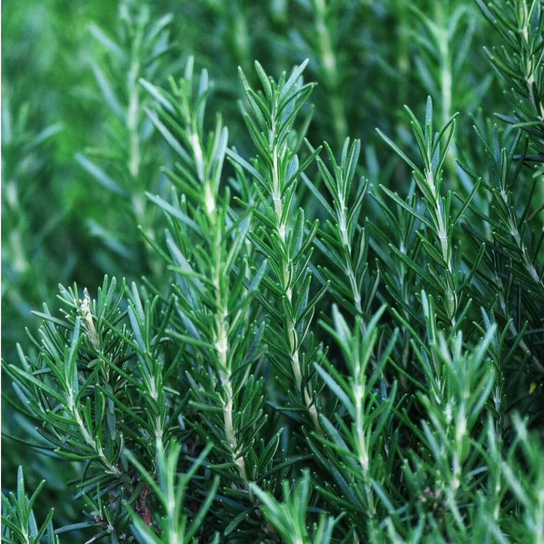 迷迭香 地栽可食用牛排香料阳台驱蚊喜阳植物绿植